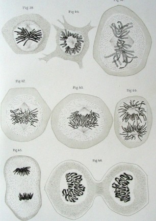 Walther Flemming's Drawings of Mitosis